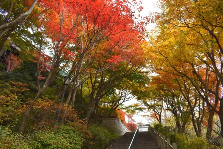 写真＝摩耶山天上寺