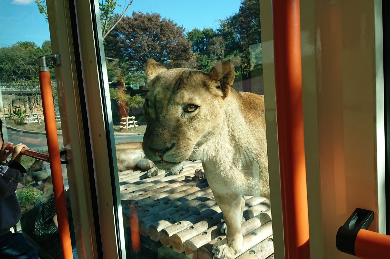 ライオンバスに乗れる！「多摩動物公園」｜さんたつ by 散歩の達人