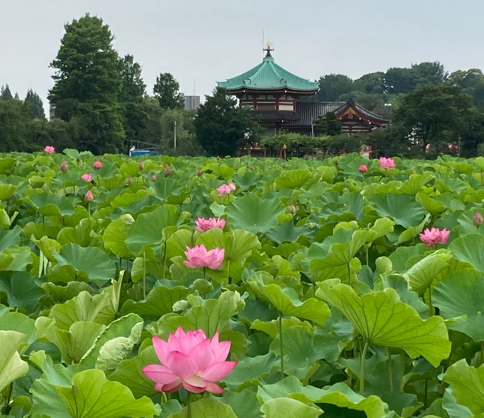 7月は、早朝の不忍池で蓮を見る　⇒梅雨があけたら行きたい水辺として投稿