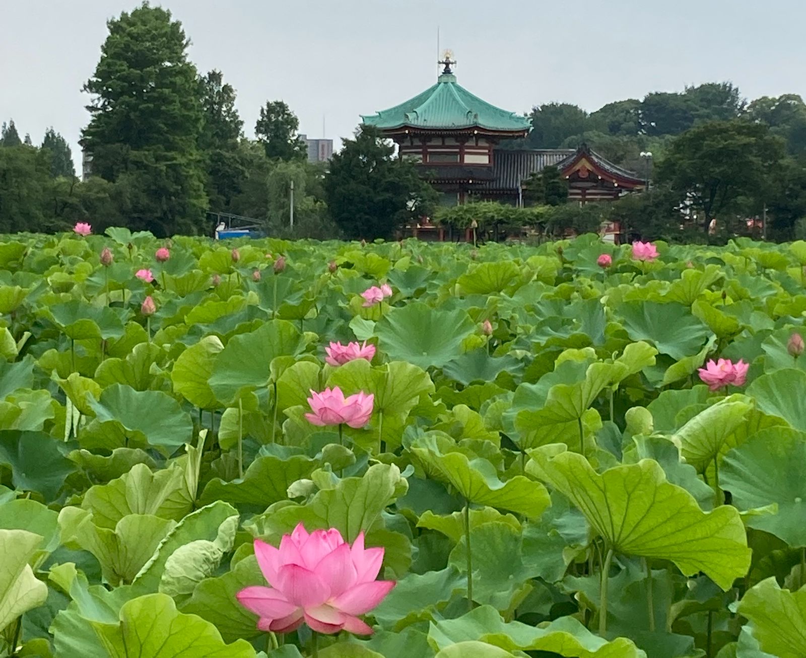 早朝の不忍池で蓮を見る